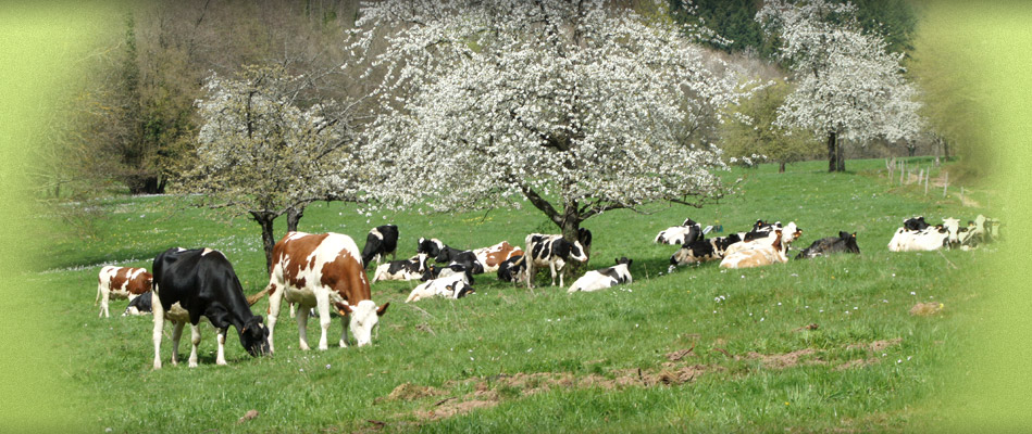 Les Délices de la Ferme
