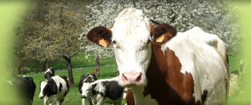 Découvrez les Délices de la Ferme