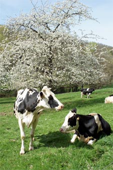 Vaches